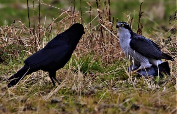 獲物を捕らえた大高ですが、カラスに狙われています