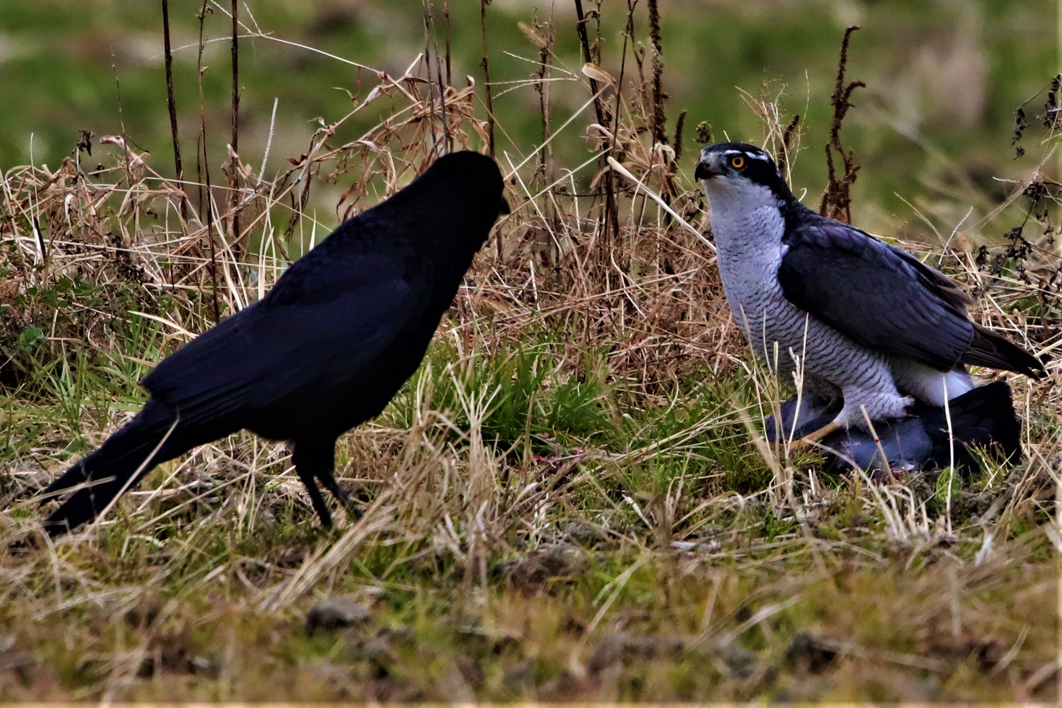 獲物を捕らえた大高ですが、カラスに狙われています