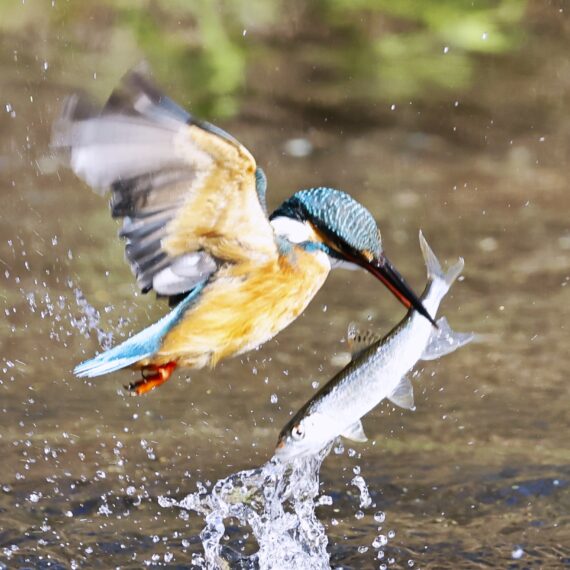 カワセミの狩りの瞬間